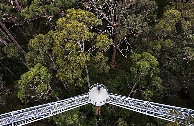 The Tree Top Walk in the Valley of the Giants