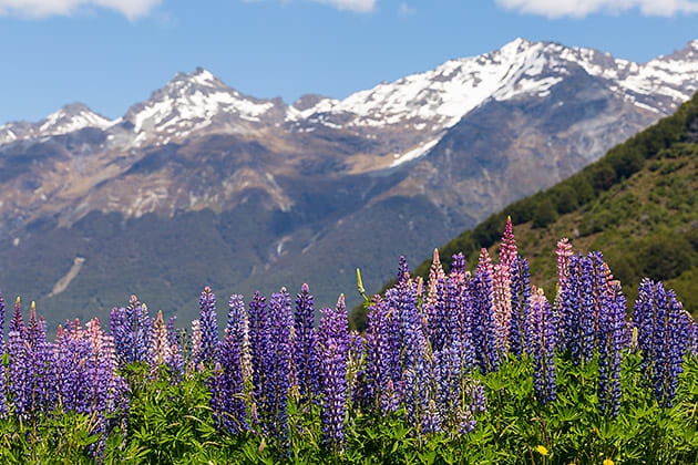 Wild lupin field along Rees River, Glenorchy