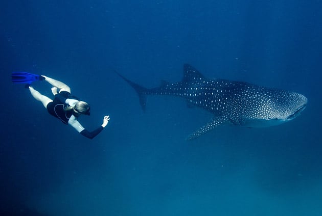 A marine researcher swims with a whale sharl
