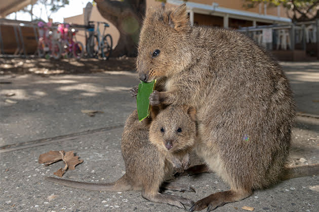 A quokka and its offspring eating a leaf