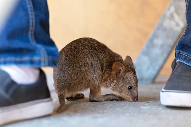 A quokka relaxing between a young boy's feet