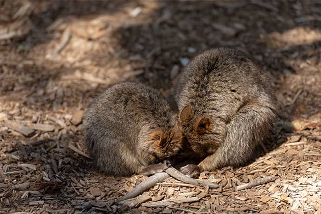 Quokkas sleeping on Rottnest Island