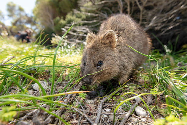 An inquisitive quokka on Rottnest Island