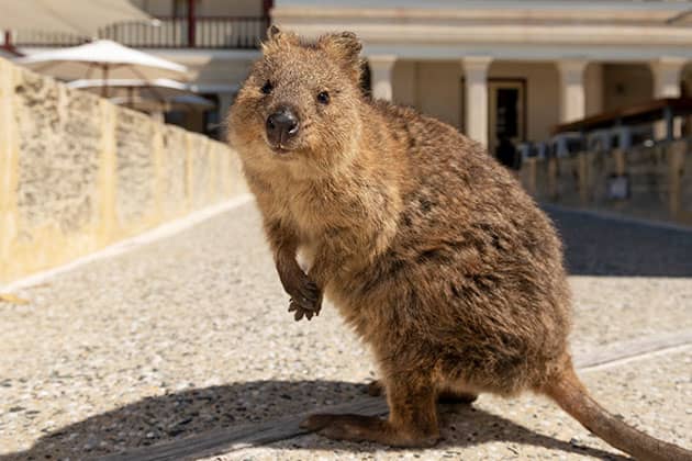 A quokka outside Rottnest Island's iconic hotel