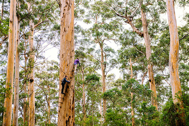 The Dave Evans Bicentennial Tree near Pemberton