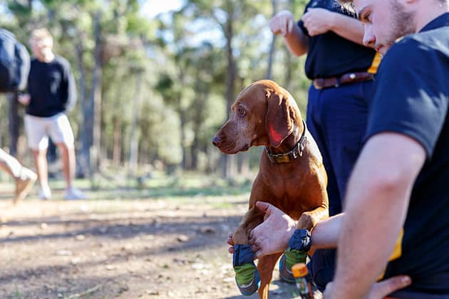 Truffle dog wearing booties