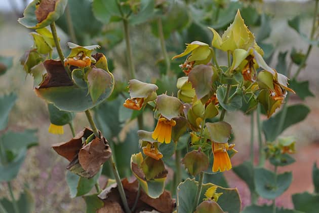 Flowers in the desert
