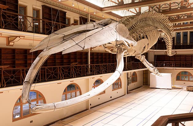 Otto the blue whale WA Museum