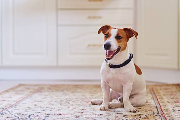 Image of a dog sitting on a rug