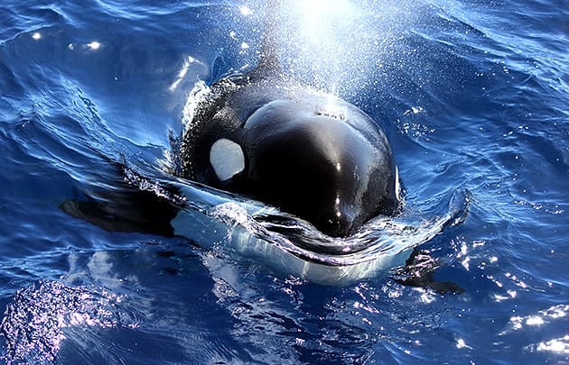 Killer whale approaches a boat off Bremer Bay