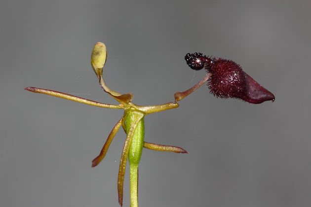 Wildflower Drakaea glyptodon