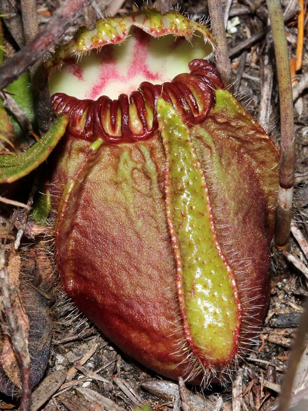 Wildflower Cephalotus follicularis