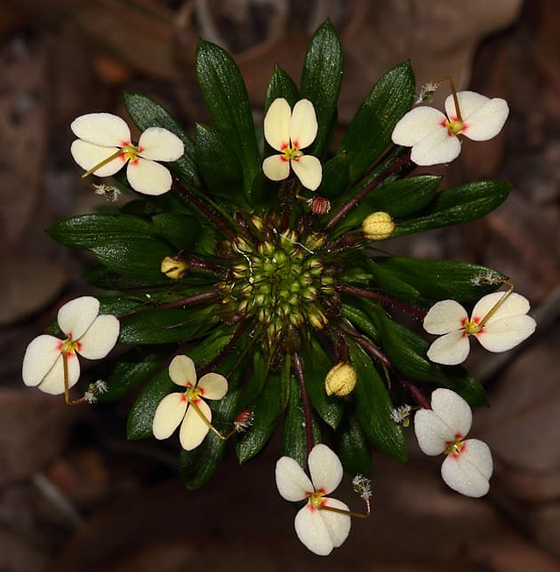 Wildflower Stylidiums