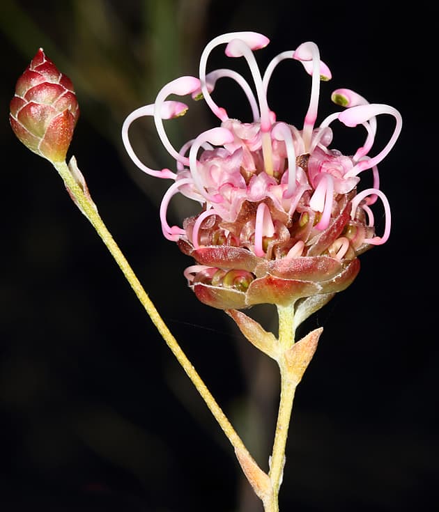 Wildflower Grevillea bracteosa