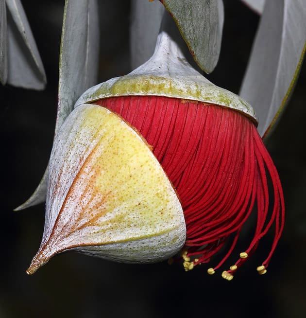 Wildflower Eucalyptus rhodantha subsp. rhodantha