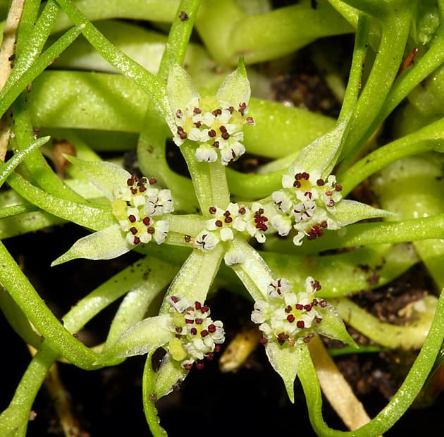 Wildflower Brachyscias verecundus