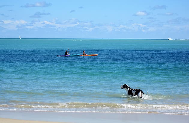 A black and white dog in the water at a beach with two kayakers in the background