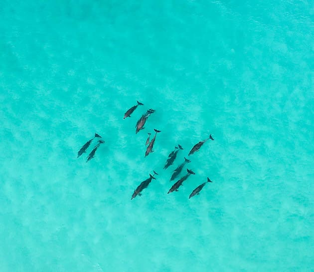 A pod of dolphins are swimming together through the crystal clear ocean waters.