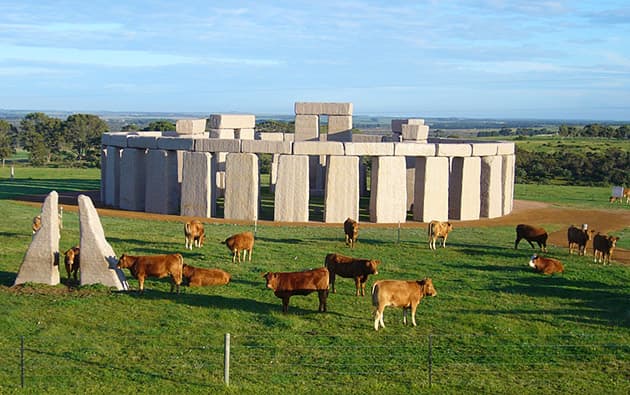 Brown cows are standing on the grass around the Esperance Stonehenge on a sunny day.