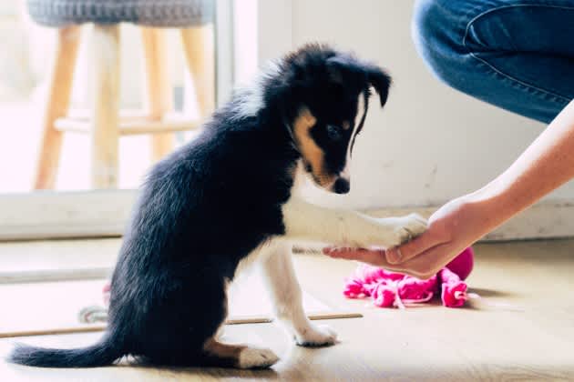 Puppy with paw in owner's hand doing puppy training