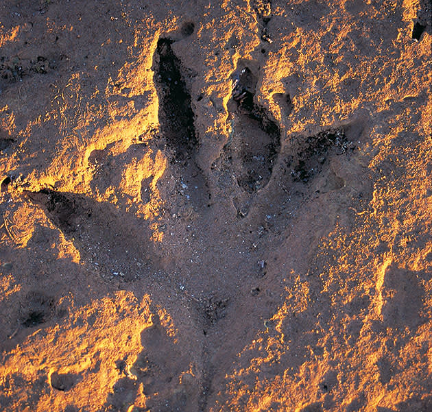 Dinosaur footprint near Broome