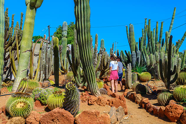 People walking through cactus garden