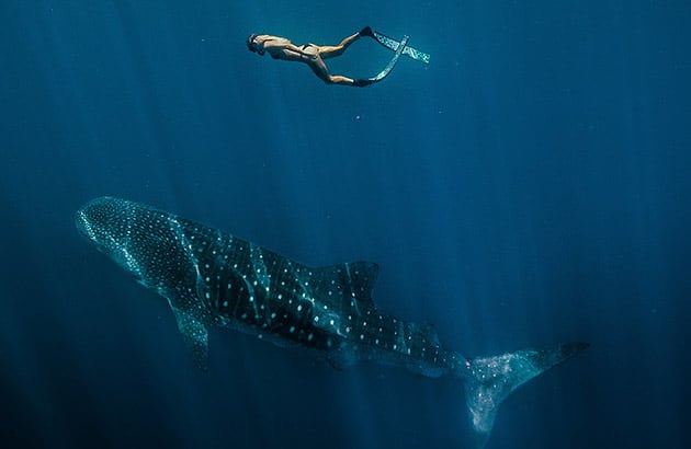 A person swimming with a whale shark off Exmouth
