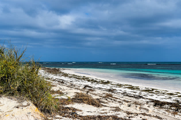 Seaweed has washed up across the beachline at Hangover Bay, Cervantes