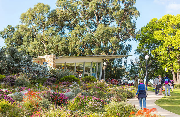 Wildflowers blooming in Kings Park