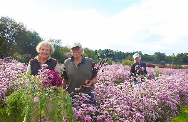 Three people standing in bushland surrounded by Geraldton wax flowers