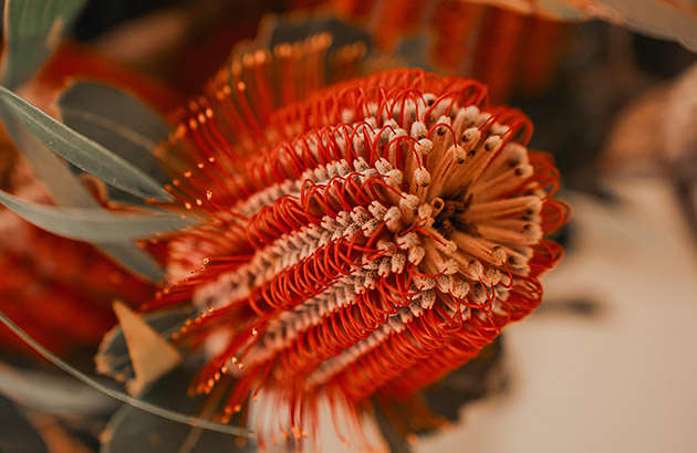 A close up of a bright red banksia flower
