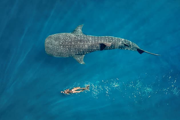 Image of a woman swimming with a whale shark