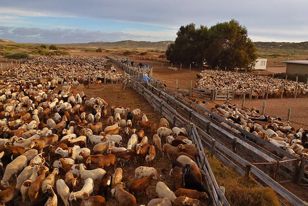 Livestock herded into different fields at Quobba Station