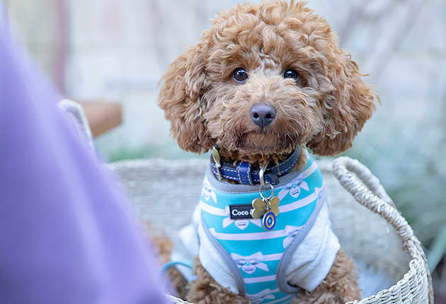 A small brown dog sitting in a basket