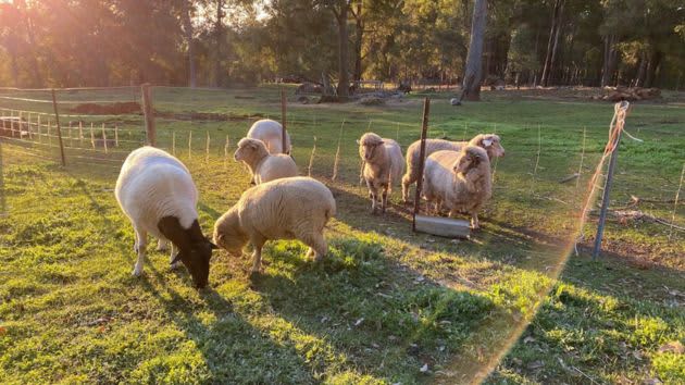 Sheep grazing on the 100 acres campsite