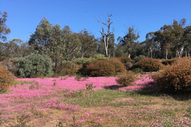Carpets of pink native wildflowers in the bush at Majestic Height Reserve in Toodyay.