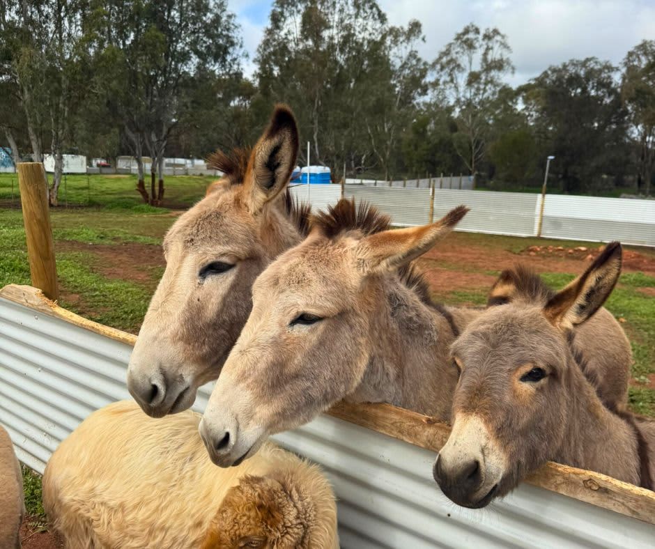 Three miniature donkeys looking over farm fence