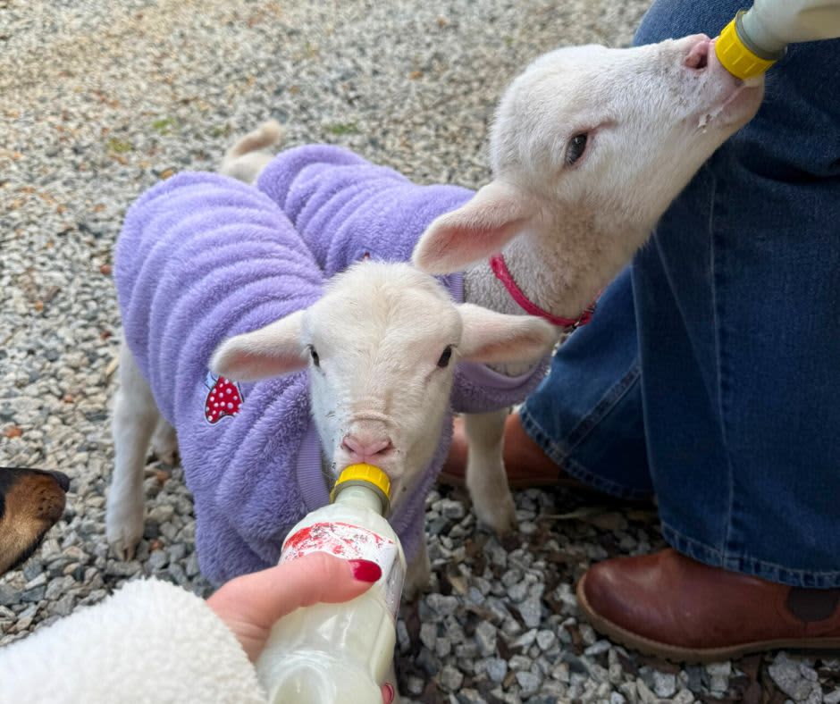Two lambs in purple coats being handfed bottles of milk