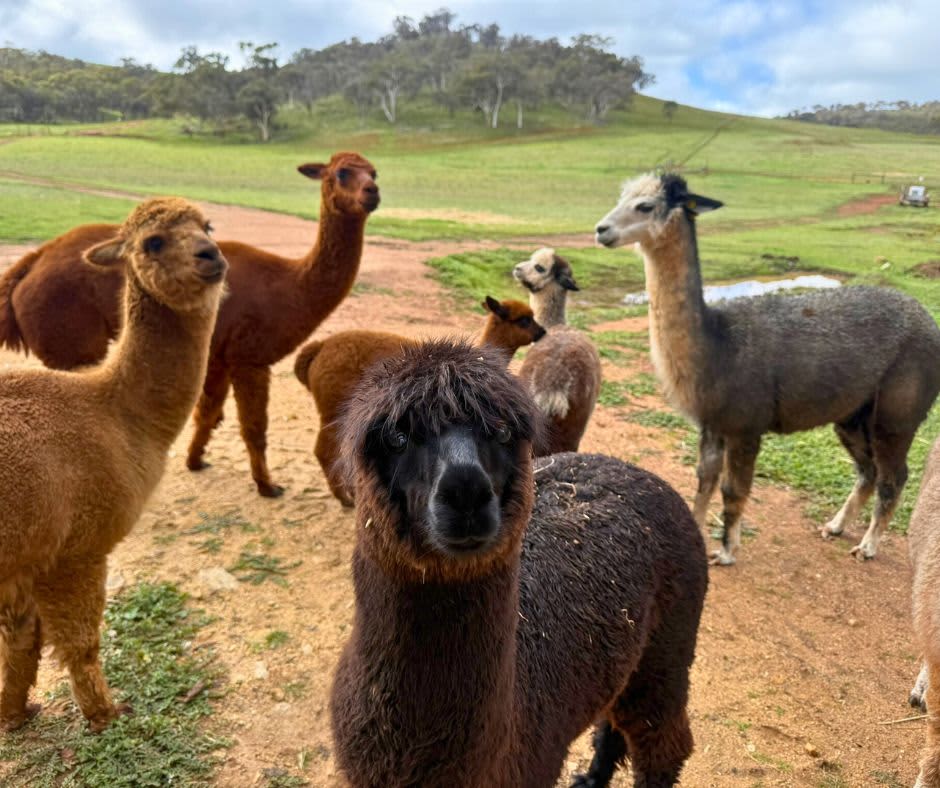 Friendly alpacas curiously milling around farm looking for food