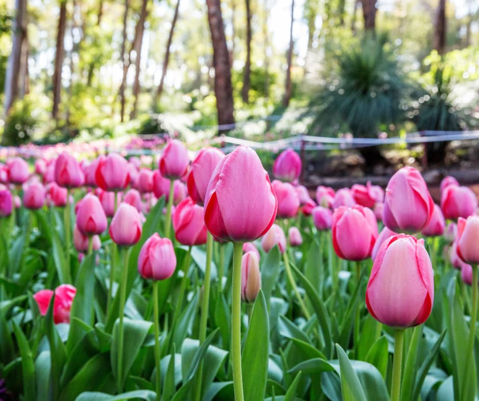 Pink tulips in foreground with trees and bushland in background