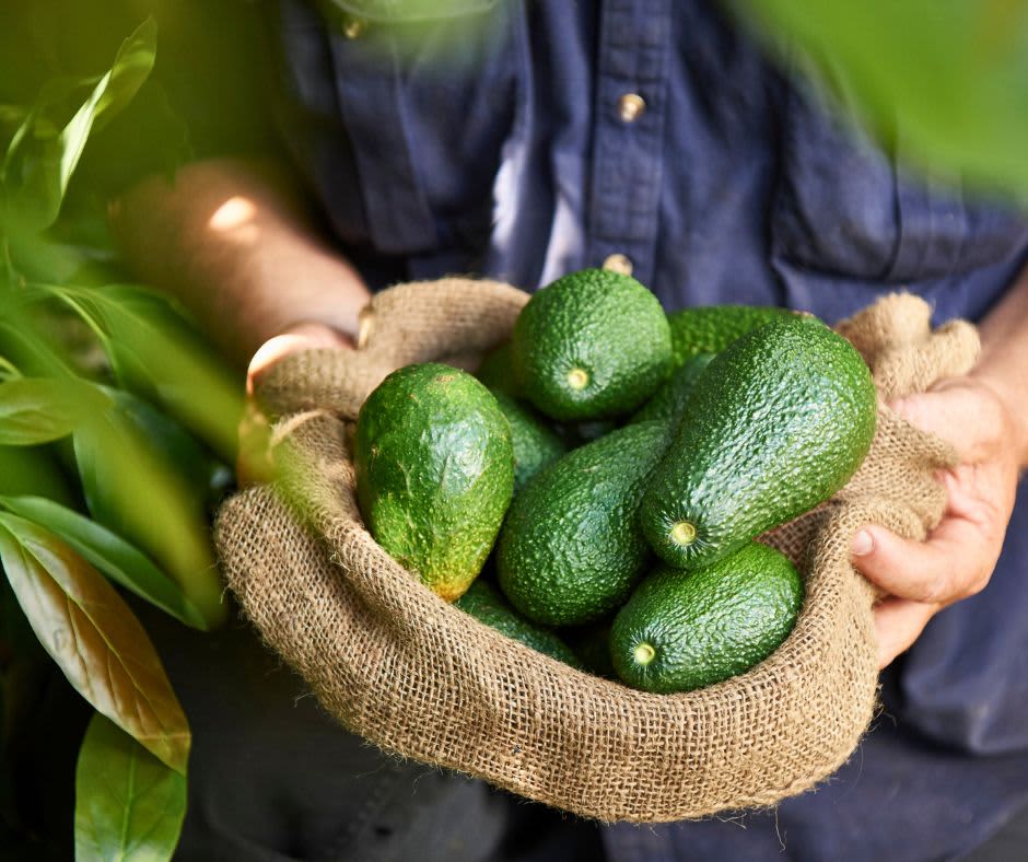 A hessian bag filled with avocados on a farm
