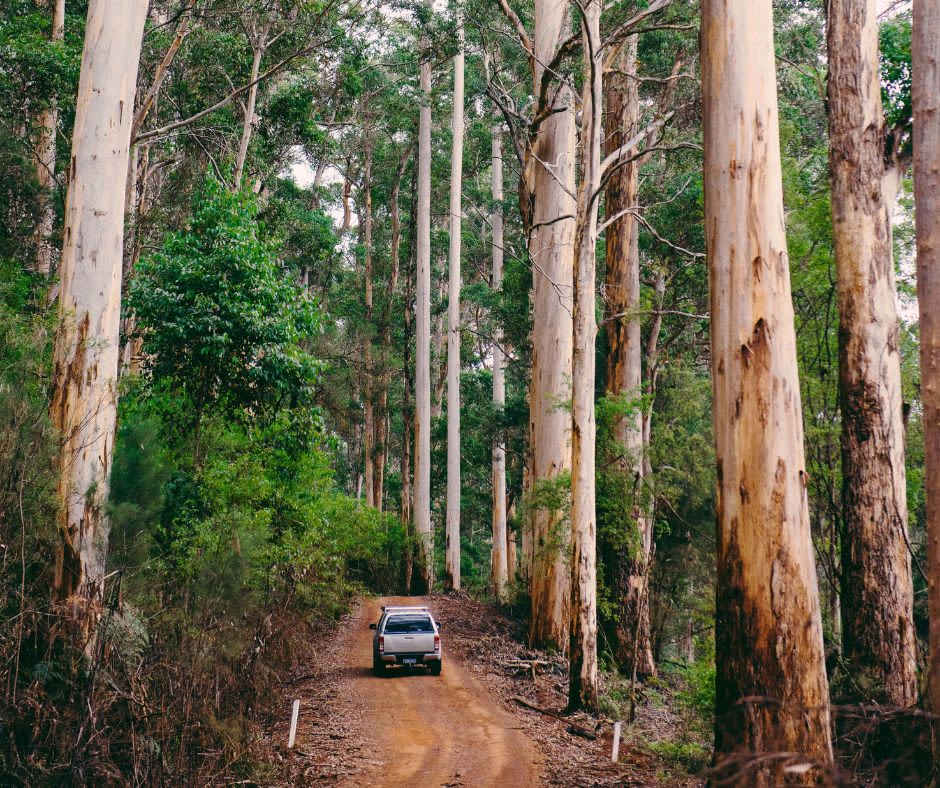 Tall karri trees with a 4WD driving between them on a dirt road