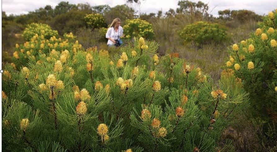 Native shrubs with yellow flowers and a blonde woman with a camera in Fitzgerald National Park.
