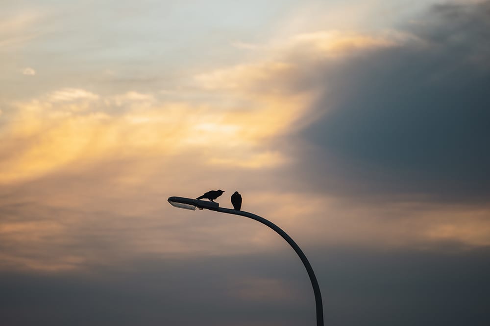 An unlit streetlight seen in the evening with two birds sitting on it