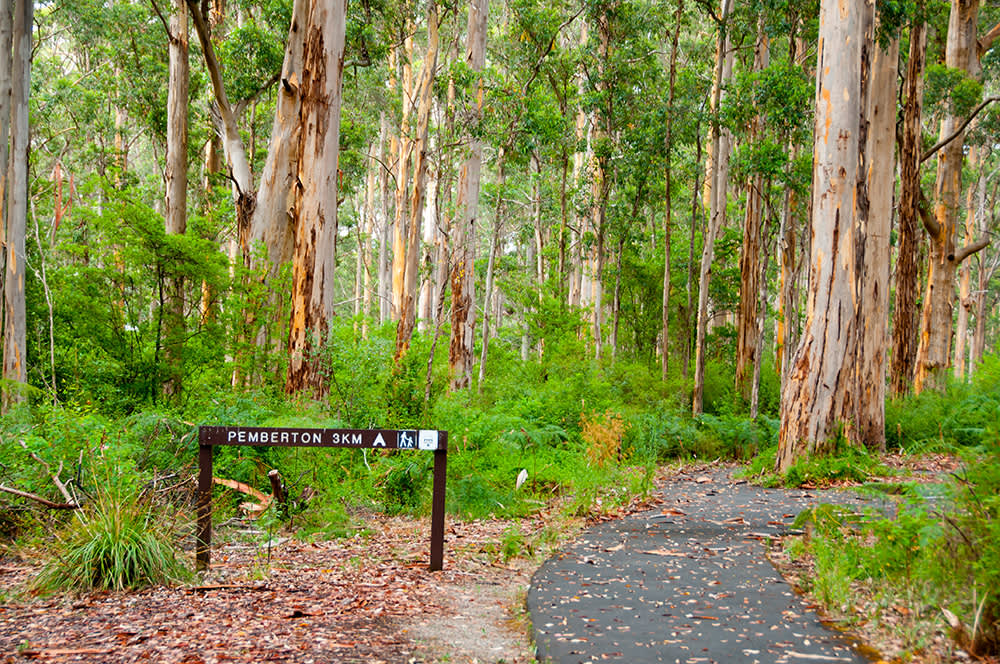 A walk trail in the forest near Pemberton township
