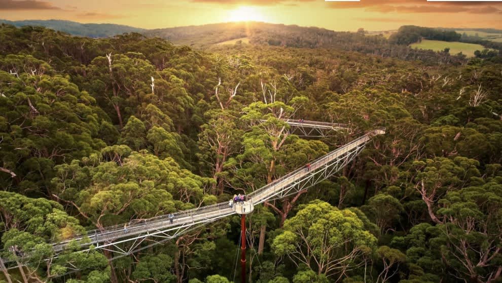 A metal walkway through the treetops of the tingle forest, with the sun in the background.