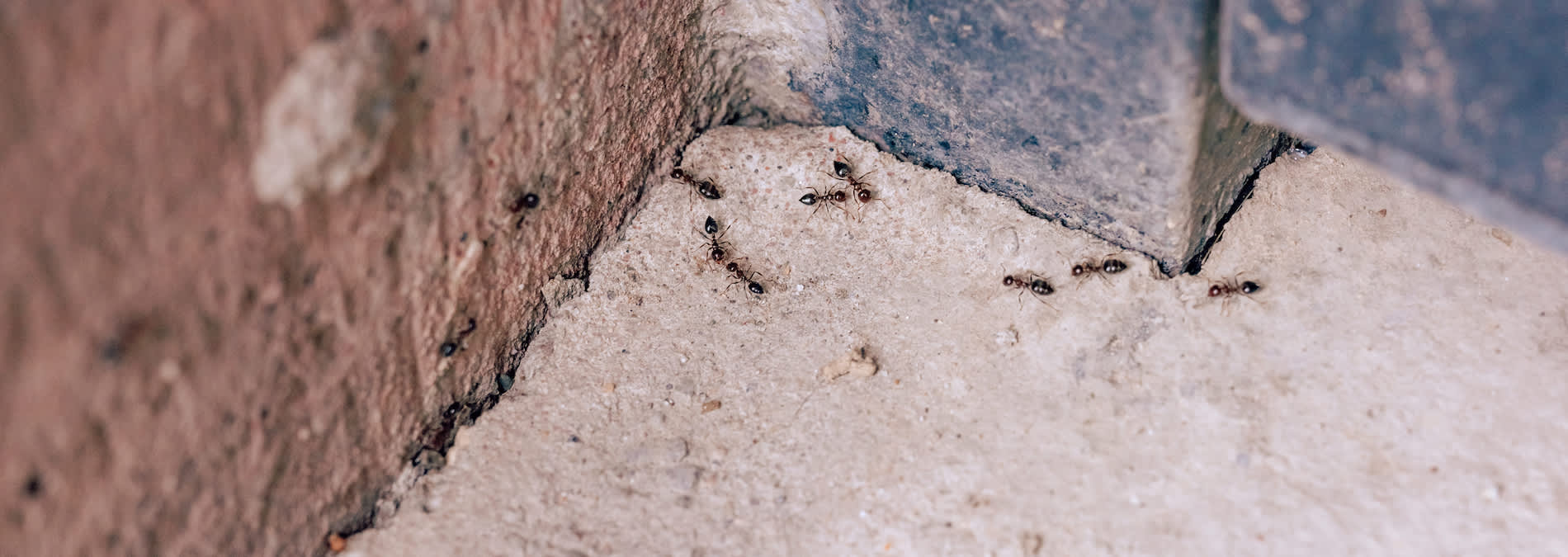 Image of ants in cracks