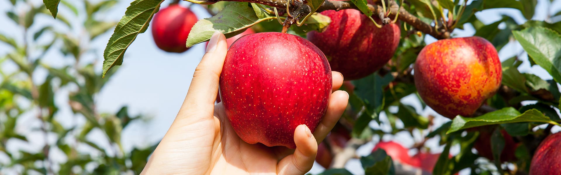 fruit-picking-perth-apple
