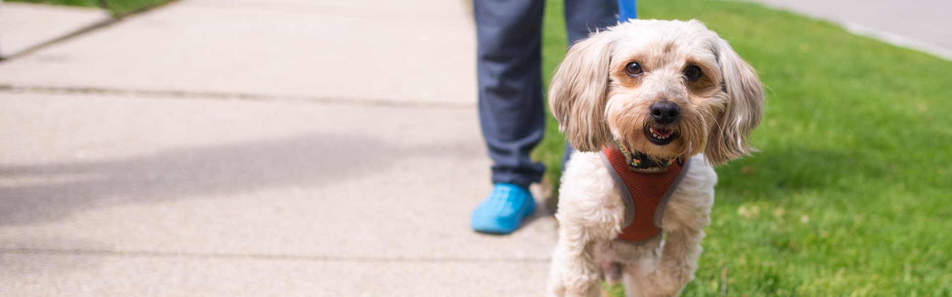 Image of dog on a path