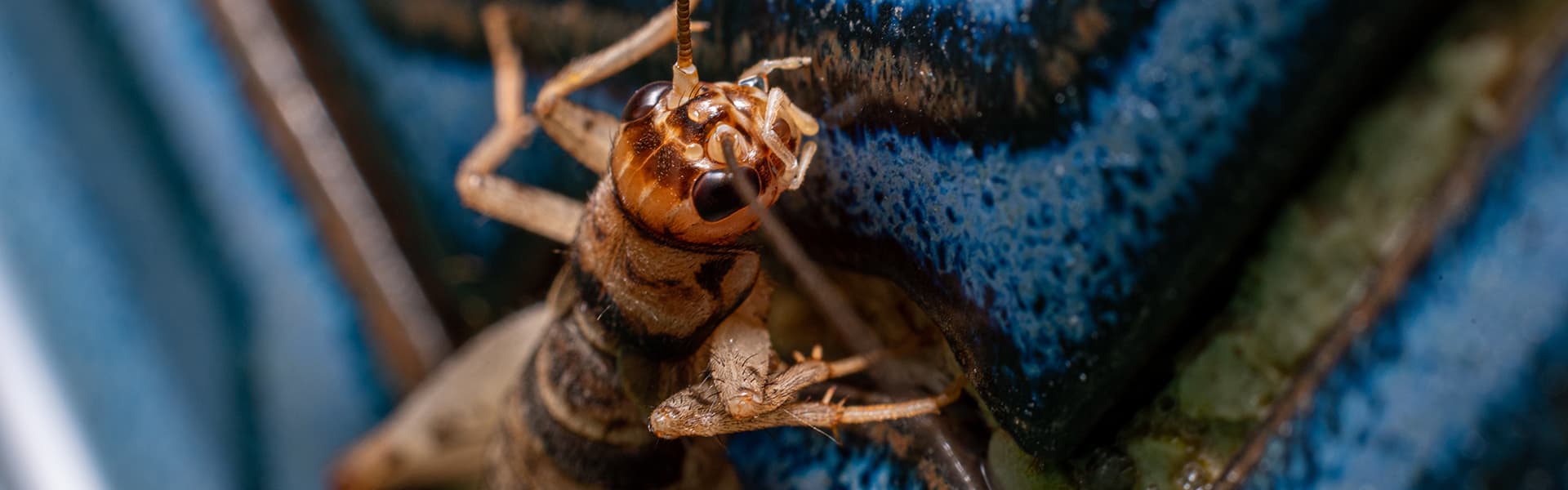 HL_crickets_cricket2
